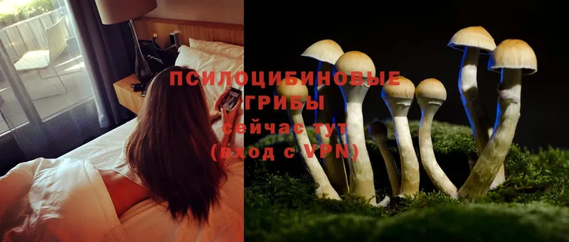 Галлюциногенные грибы Magic Shrooms  где найти   Белый 